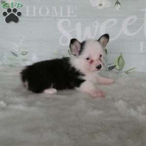 Jack, Pembroke Welsh Corgi Puppy