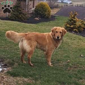 Storm, Golden Retriever Puppy