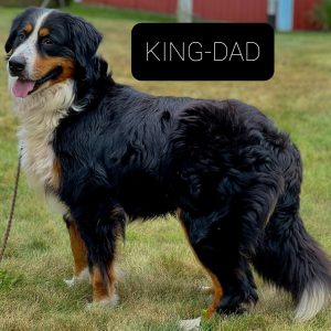 dad