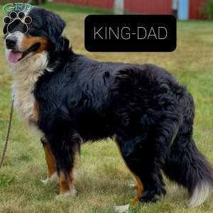 Gabby, Bernese Mountain Dog Puppy