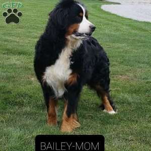 Harlow, Bernese Mountain Dog Puppy