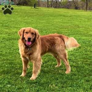 Storm, Golden Retriever Puppy