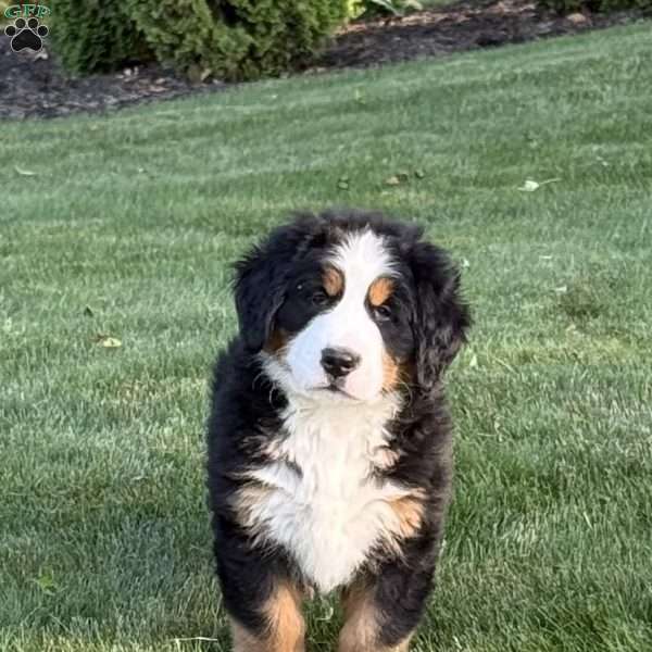 Knox, Bernese Mountain Dog Puppy