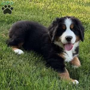 Knox, Bernese Mountain Dog Puppy