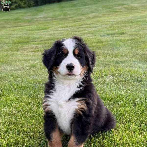 Boone, Bernese Mountain Dog Puppy
