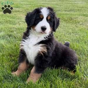 Boone, Bernese Mountain Dog Puppy