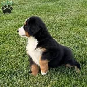 Boone, Bernese Mountain Dog Puppy