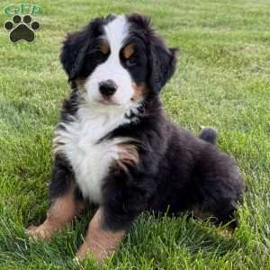 Boone, Bernese Mountain Dog Puppy