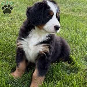 Boone, Bernese Mountain Dog Puppy
