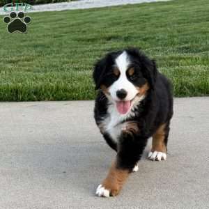 Boone, Bernese Mountain Dog Puppy