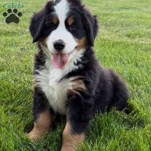 Boone, Bernese Mountain Dog Puppy