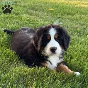Knox, Bernese Mountain Dog Puppy