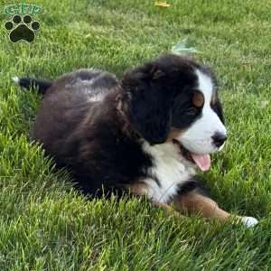 Knox, Bernese Mountain Dog Puppy