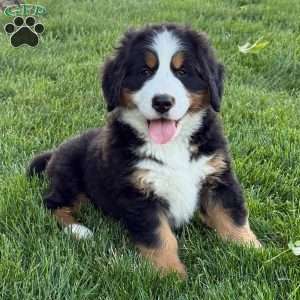 Knox, Bernese Mountain Dog Puppy