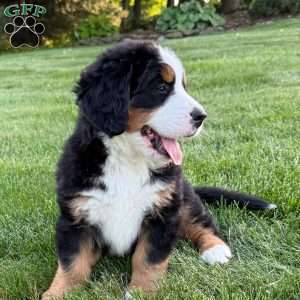 Knox, Bernese Mountain Dog Puppy