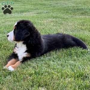 Knox, Bernese Mountain Dog Puppy