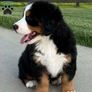 Knox, Bernese Mountain Dog Puppy