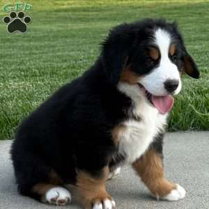 Knox, Bernese Mountain Dog Puppy