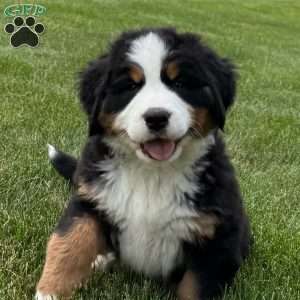 Harlow, Bernese Mountain Dog Puppy