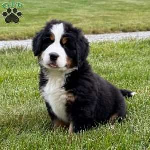 Harlow, Bernese Mountain Dog Puppy