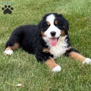 Harlow, Bernese Mountain Dog Puppy