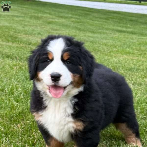 Harlow, Bernese Mountain Dog Puppy