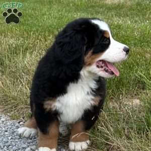 Harlow, Bernese Mountain Dog Puppy