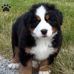 Harlow, Bernese Mountain Dog Puppy