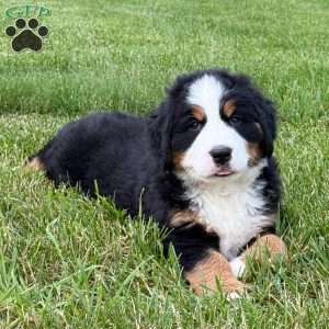 Harlow, Bernese Mountain Dog Puppy