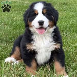 Harlow, Bernese Mountain Dog Puppy