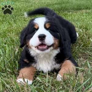 Harlow, Bernese Mountain Dog Puppy
