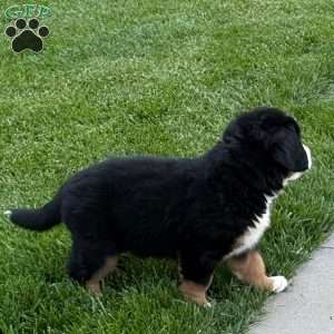 Harlow, Bernese Mountain Dog Puppy