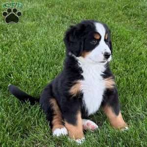 Ivy, Bernese Mountain Dog Puppy