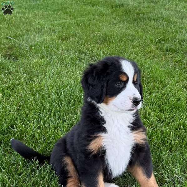 Ivy, Bernese Mountain Dog Puppy