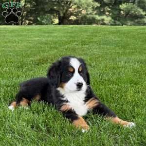 Ivy, Bernese Mountain Dog Puppy