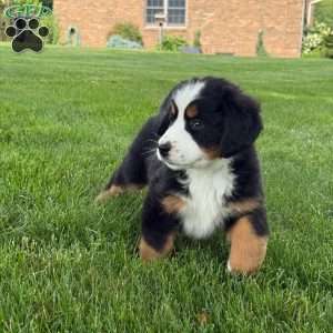 Ivy, Bernese Mountain Dog Puppy
