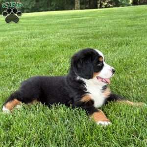 Ivy, Bernese Mountain Dog Puppy