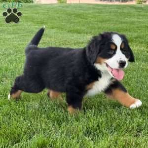 Ivy, Bernese Mountain Dog Puppy