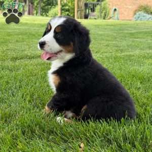 Ivy, Bernese Mountain Dog Puppy