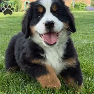 Ivy, Bernese Mountain Dog Puppy