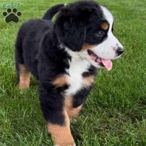 Ivy, Bernese Mountain Dog Puppy