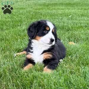Ivy, Bernese Mountain Dog Puppy
