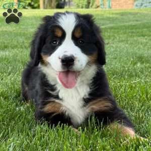 Ivy, Bernese Mountain Dog Puppy