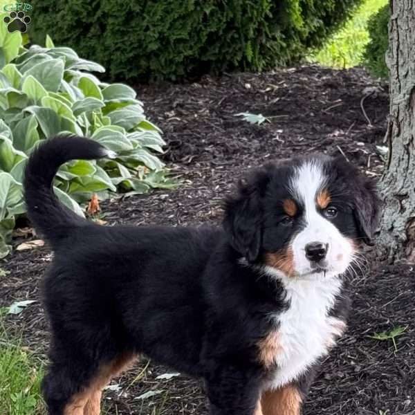 Gabby, Bernese Mountain Dog Puppy
