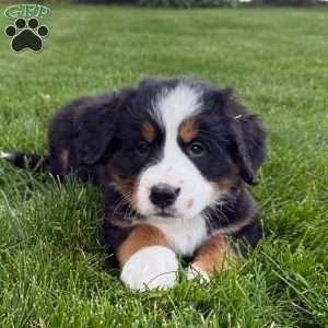 Gabby, Bernese Mountain Dog Puppy