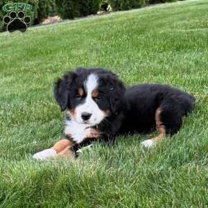 Gabby, Bernese Mountain Dog Puppy