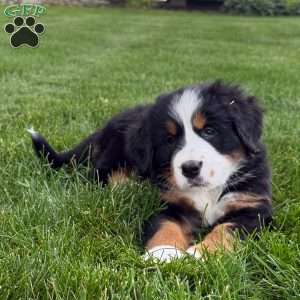 Gabby, Bernese Mountain Dog Puppy