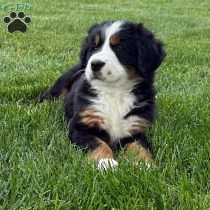Gabby, Bernese Mountain Dog Puppy