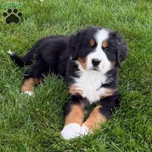 Gabby, Bernese Mountain Dog Puppy