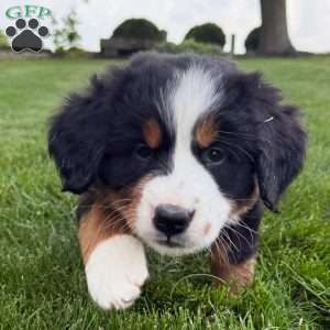 Gabby, Bernese Mountain Dog Puppy